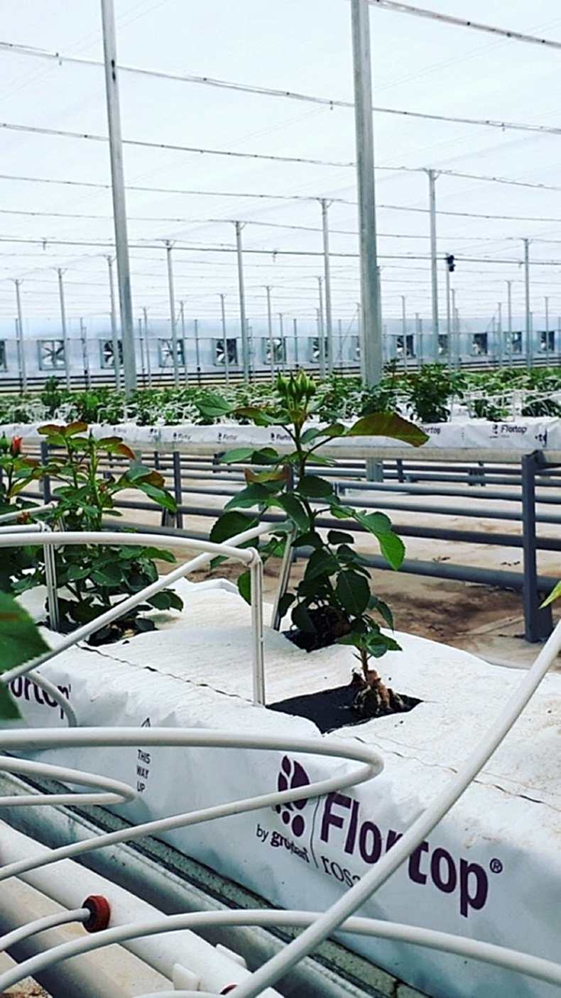 Sera nasıl kurulur, sera kurulumunda nelere dikkat edilmelidir.