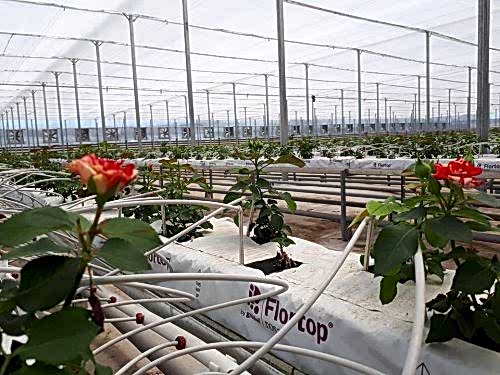 Süs Bitkileri Seraları