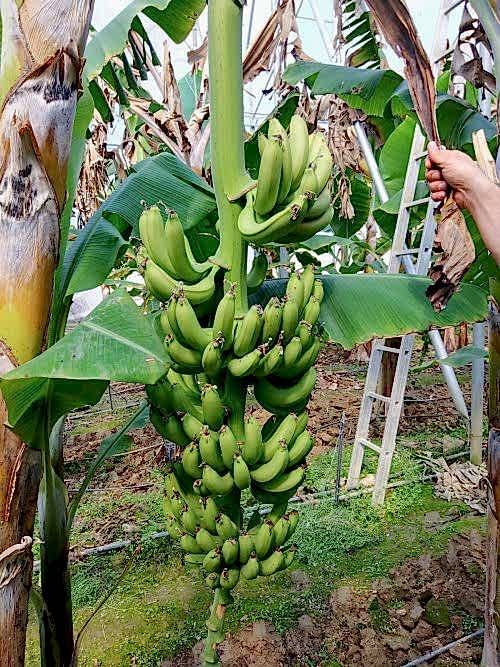 Muz Üretim Seraları