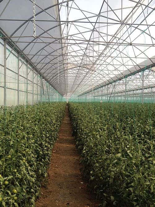 Sera Bitki Askı Tel Sistemi