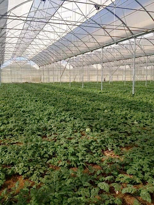 Земельные сельскохозяйственные теплицы