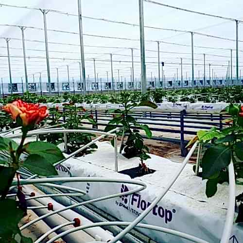 Topraksız Tarım Seraları